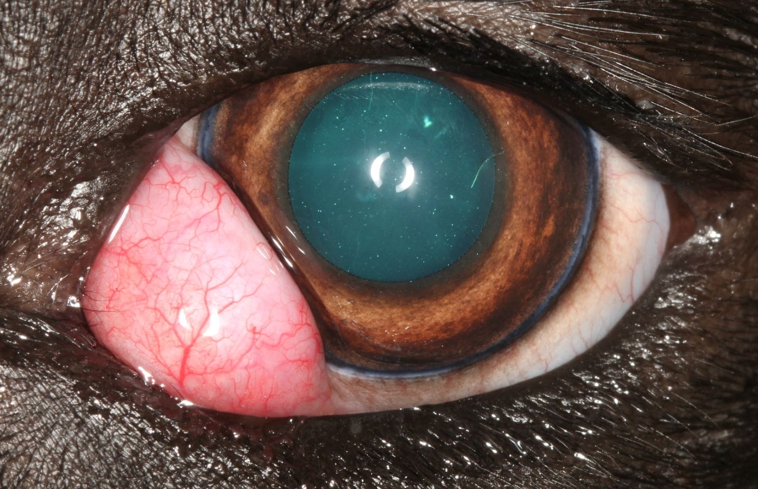 Cherry Eye in a dogs eye