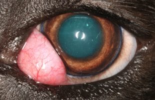 Cherry Eye in a dogs eye