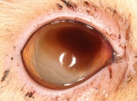 Corneal Sequestrum in a felines eye