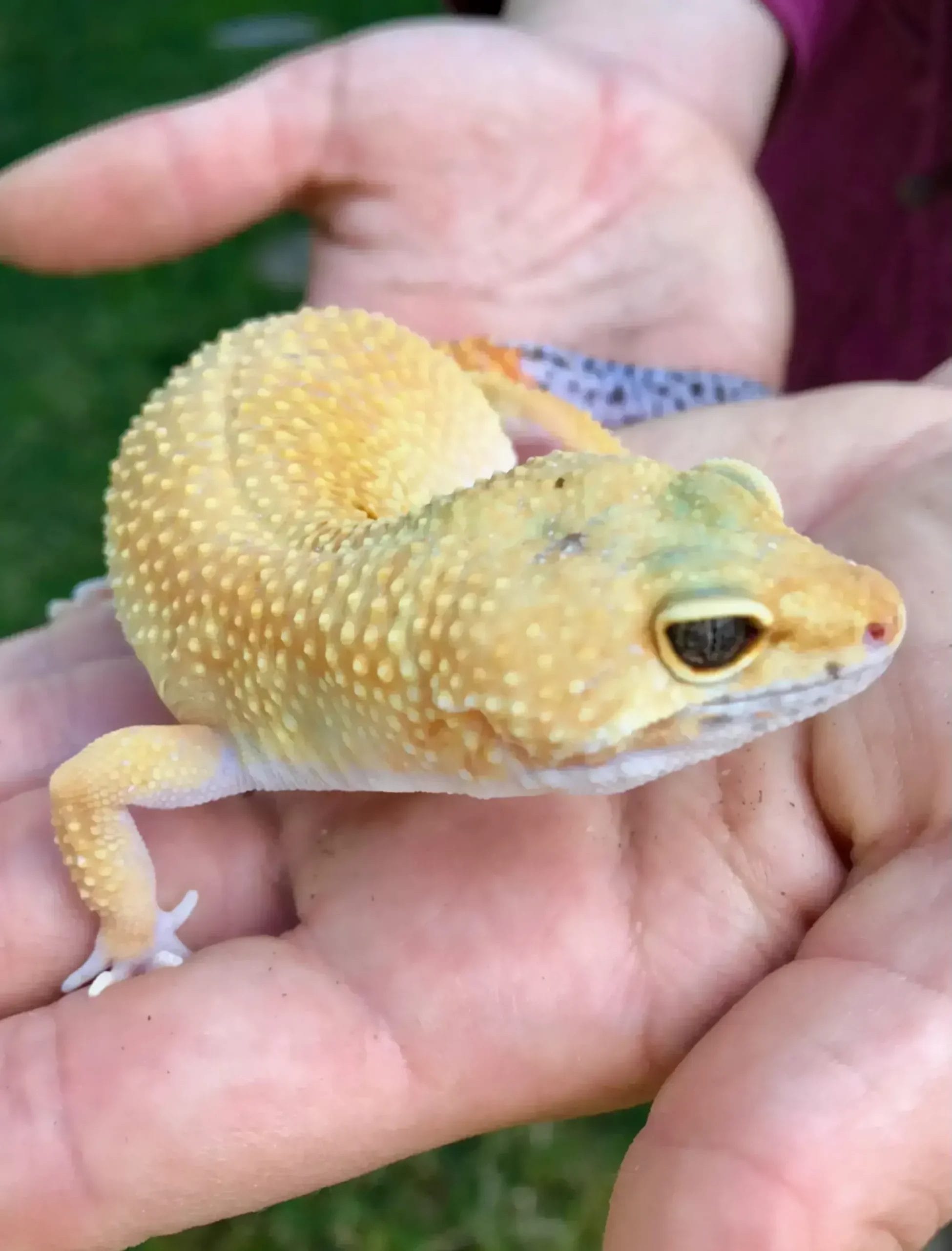 World Of Exotic Eyes Veterinary Eye Institute