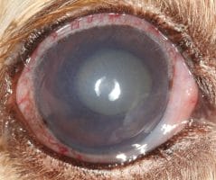 Glaucoma in a dogs eye