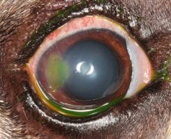 Corneal ulcer in dog