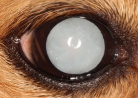 Cataracts in a dogs eye