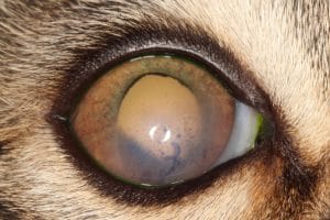 Uveitis in a felines eye
