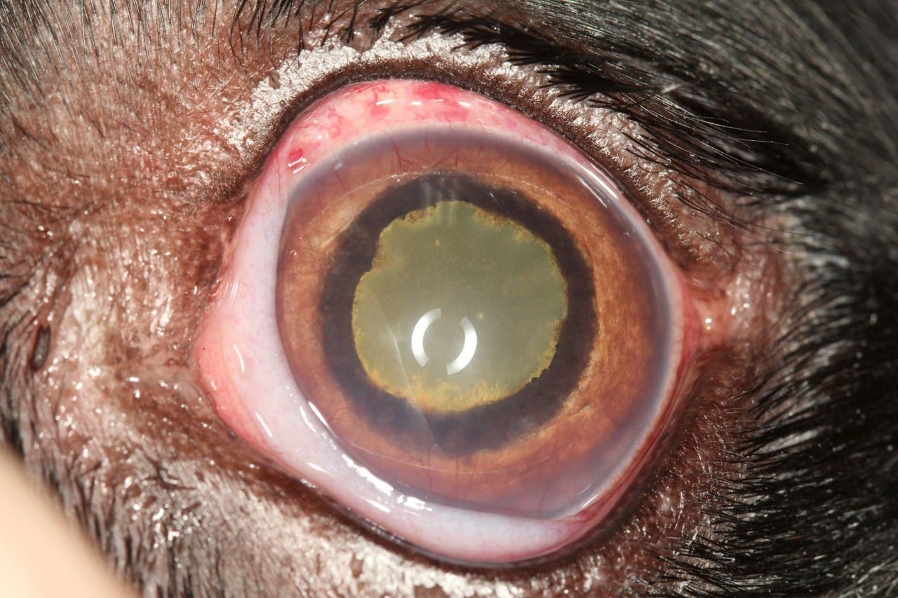 Cherry Eye in a dogs eye