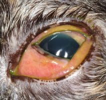 Feline Herpes Virus in an eye